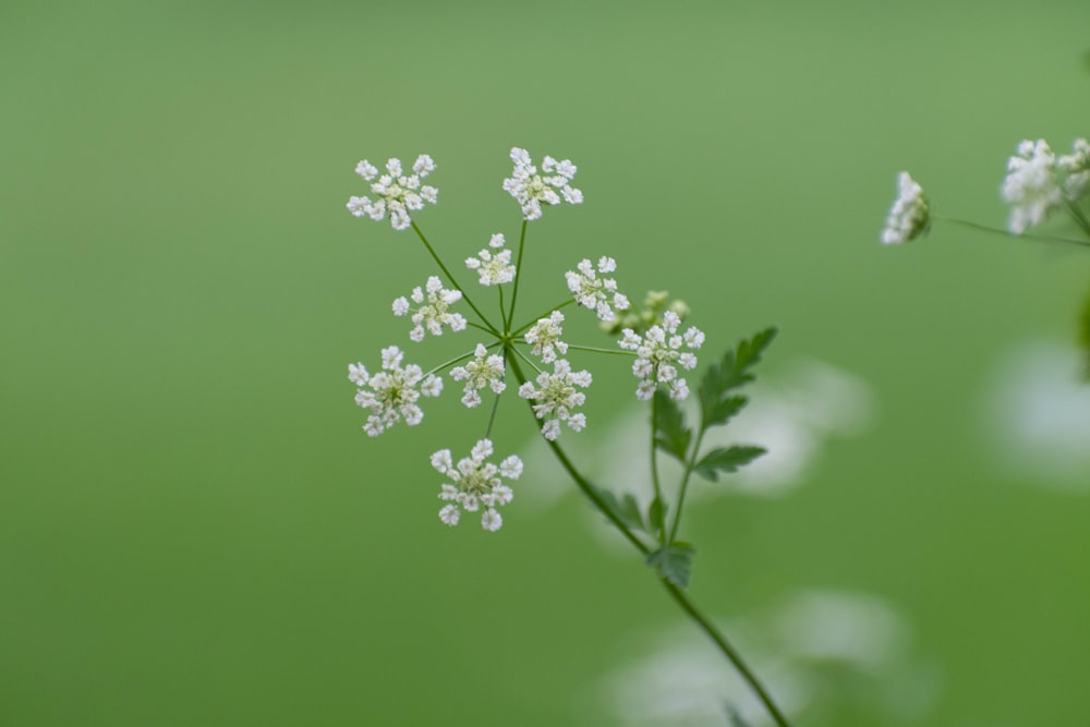 a close up of a plant with white flowers