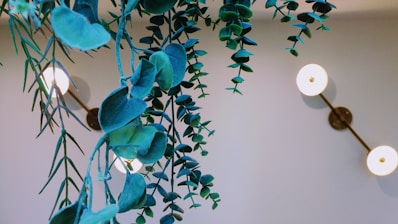 a green plant hanging from a wall next to two lights