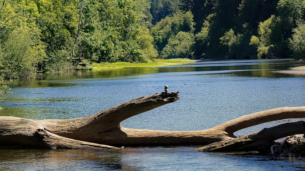 ein Holzboot in einem Gewässer