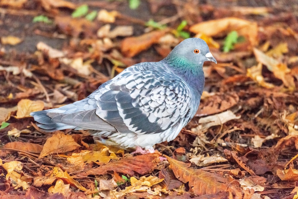 a bird standing on the ground surrounded by leaves