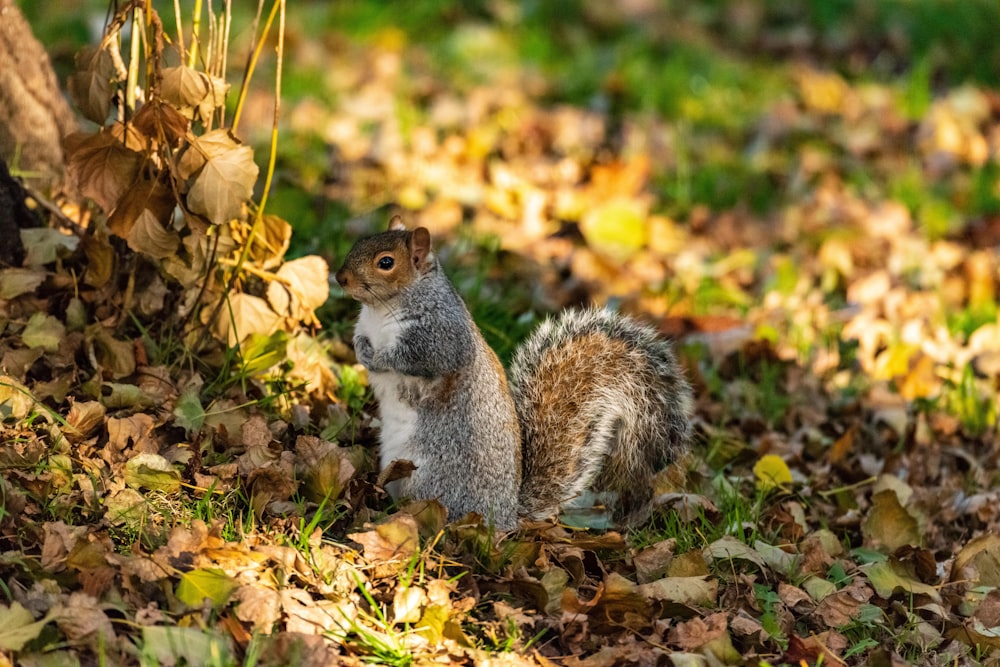 a squirrel is sitting on the ground in the leaves