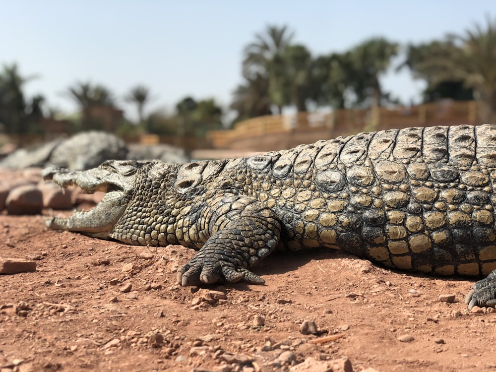 a reptile on a rock