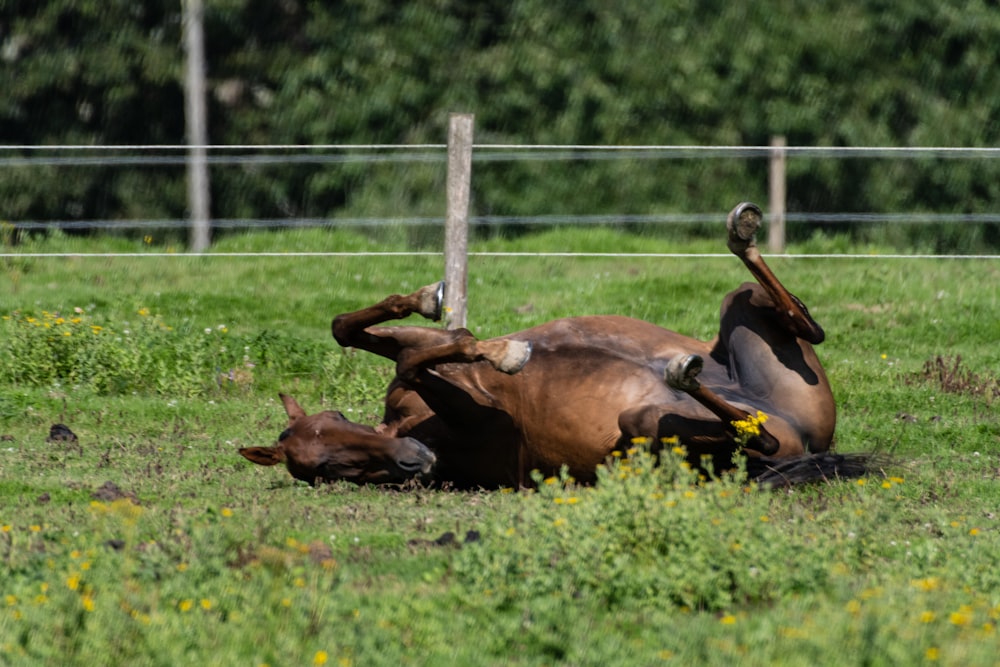 a brown horse laying on its back in a field