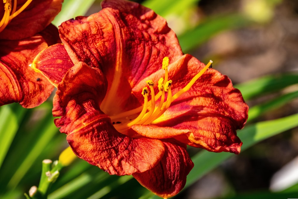 a close up of a red flower with yellow stamen