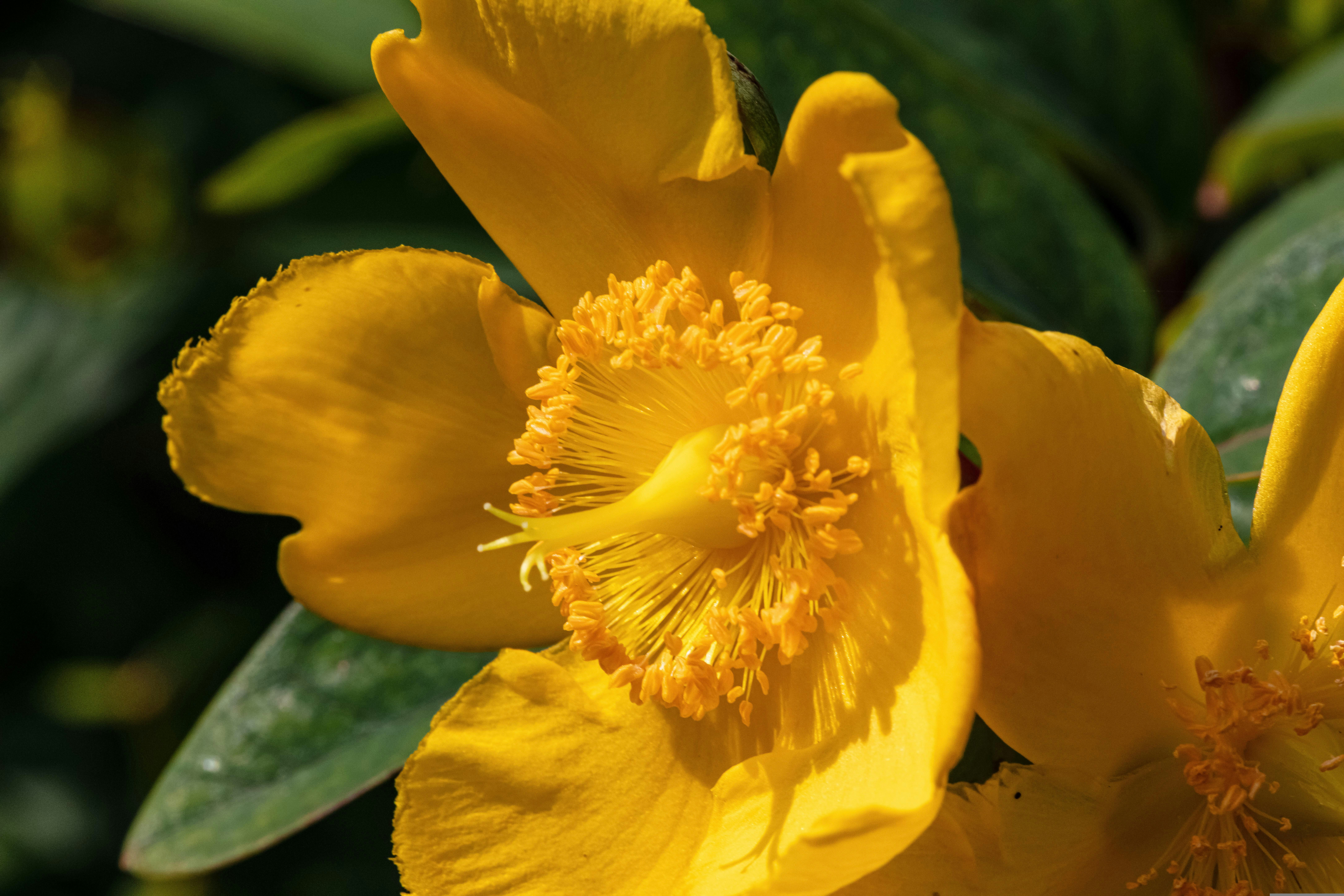 St. John's Wort: My Cautious Approach to Natural Mood Support