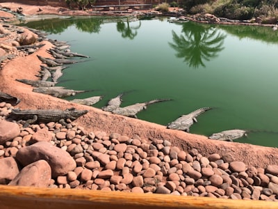 picture of Outdoor Activities in Agadir Crocodile park, Morocco