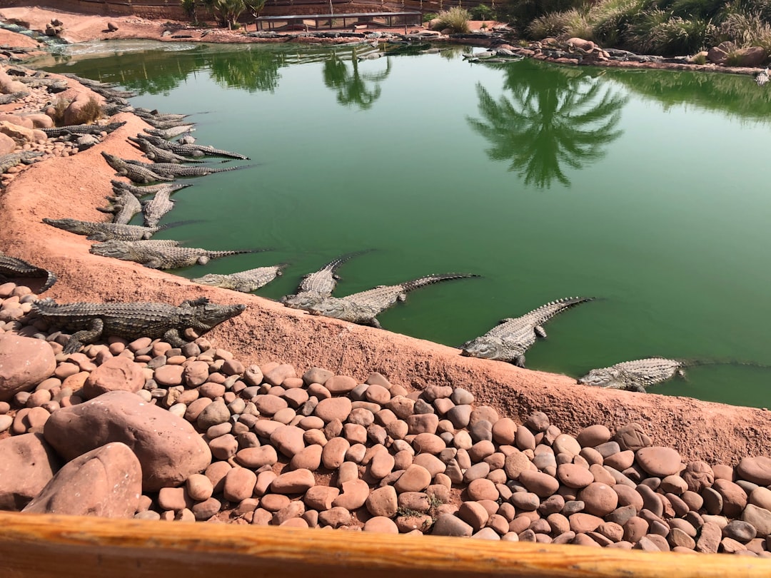 travelers stories about Watercourse in Agadir Crocodile park, Morocco