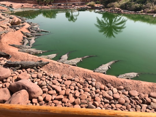 None in Crocodile park Morocco