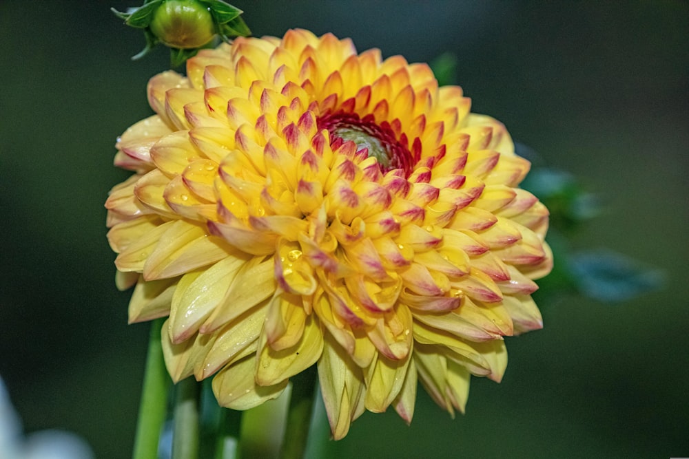 eine Nahaufnahme einer gelben Blume mit einem Käfer darauf