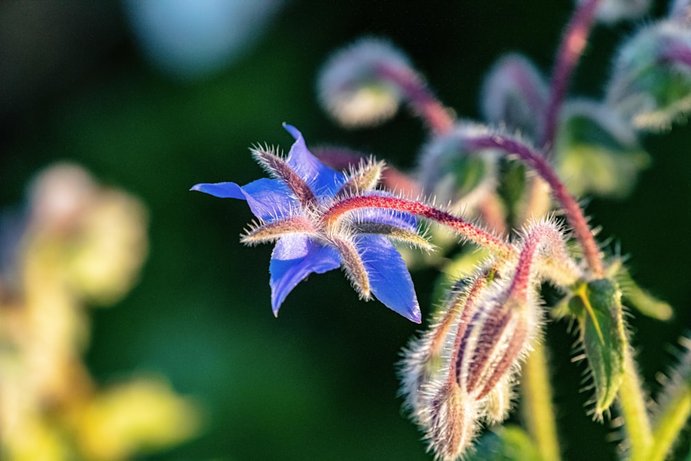 a close up of a blue flower with a blurry background