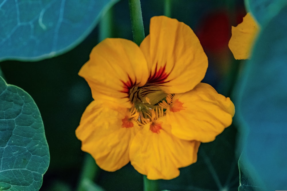 a close up of a yellow flower with green leaves