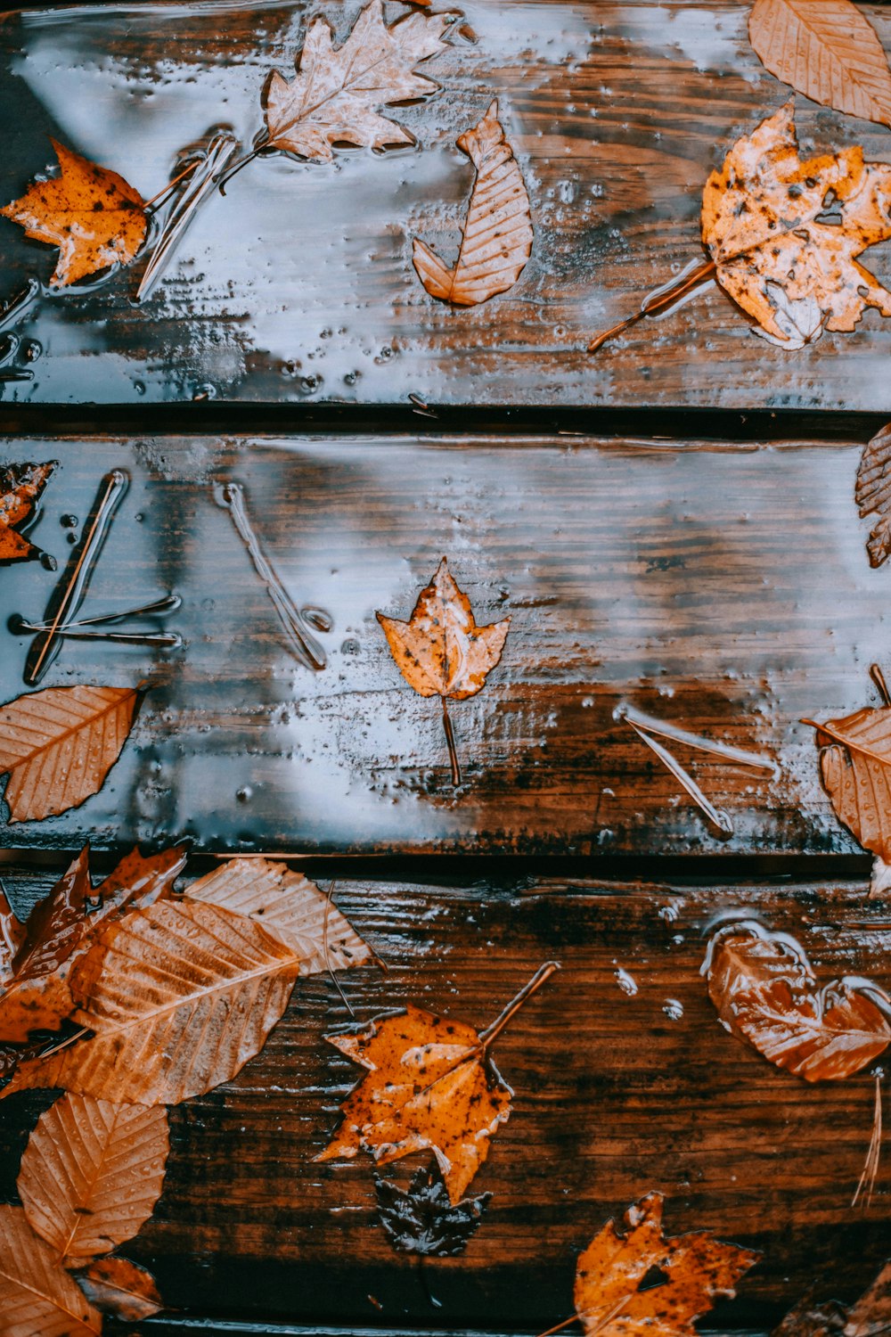 autumn leaves on a wooden surface with water