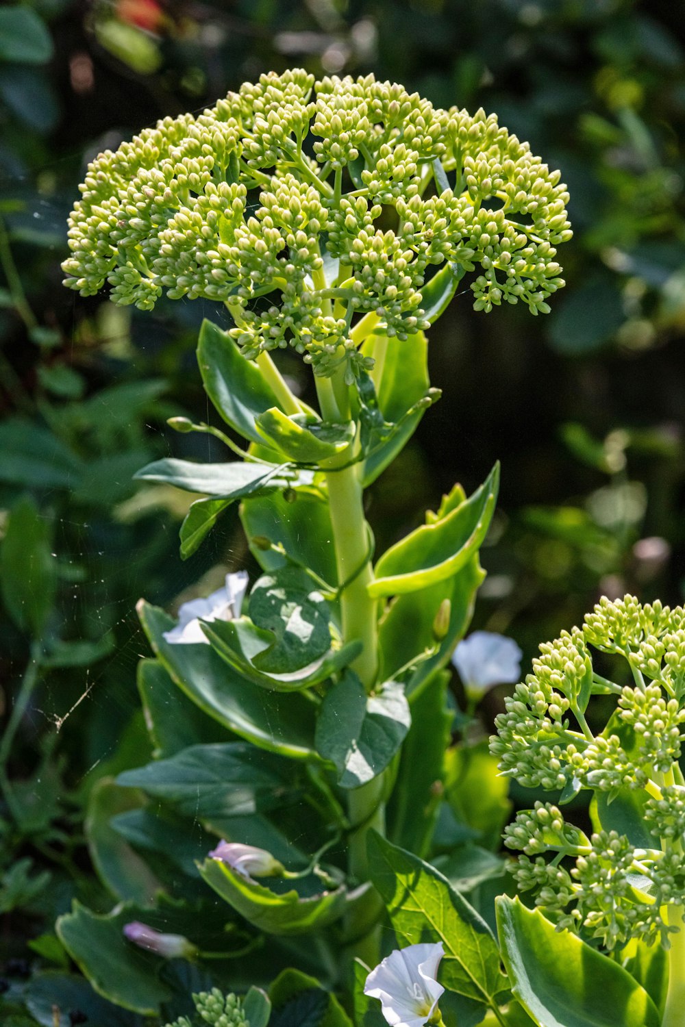 a close up of a plant with green leaves