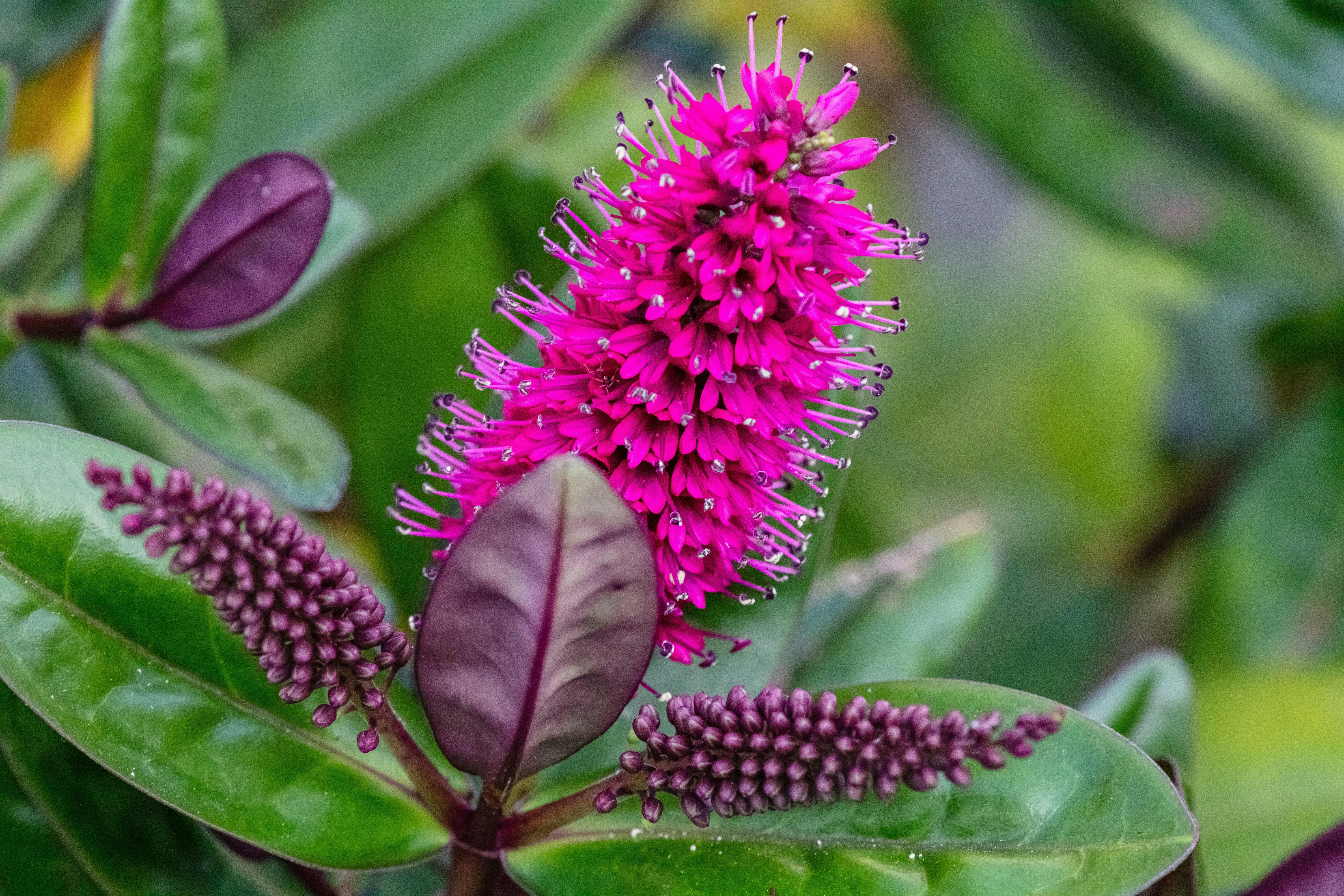 a close up of a flower on a plant