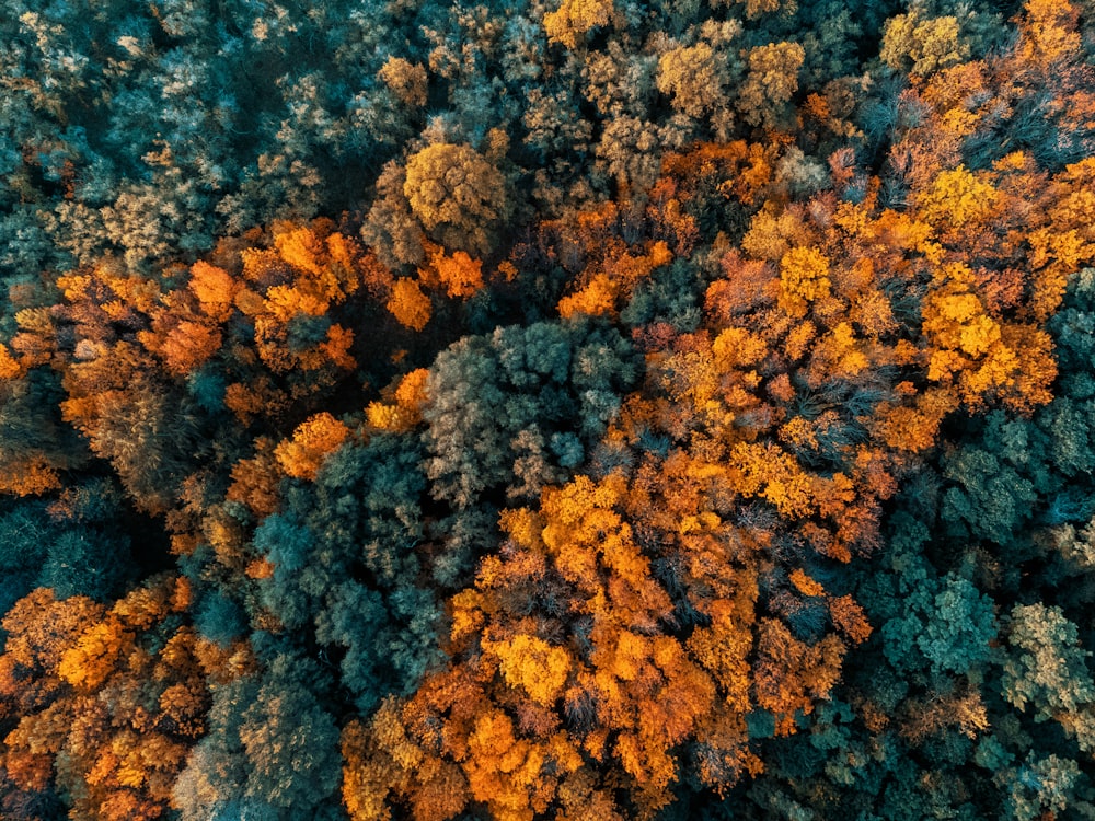 una vista aerea di una foresta con molti alberi