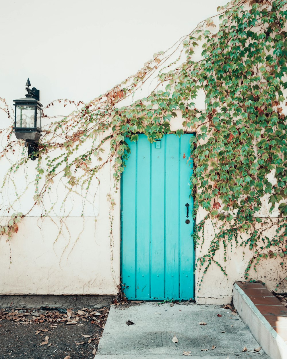 a blue door with vines growing over it