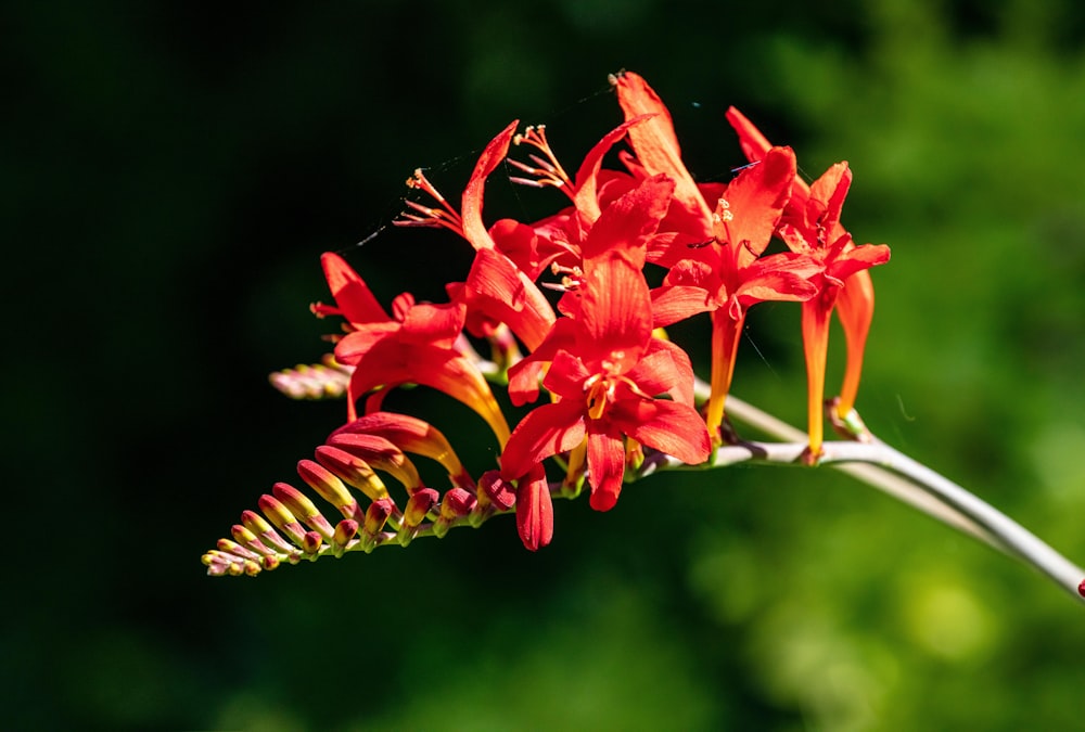 a close up of a red flower on a stem