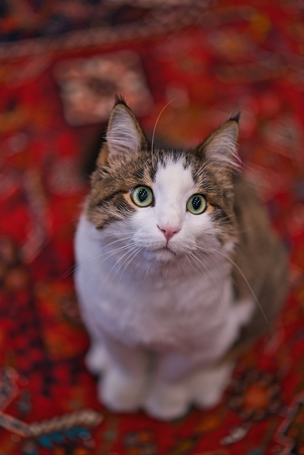 a cat sitting on top of a red rug