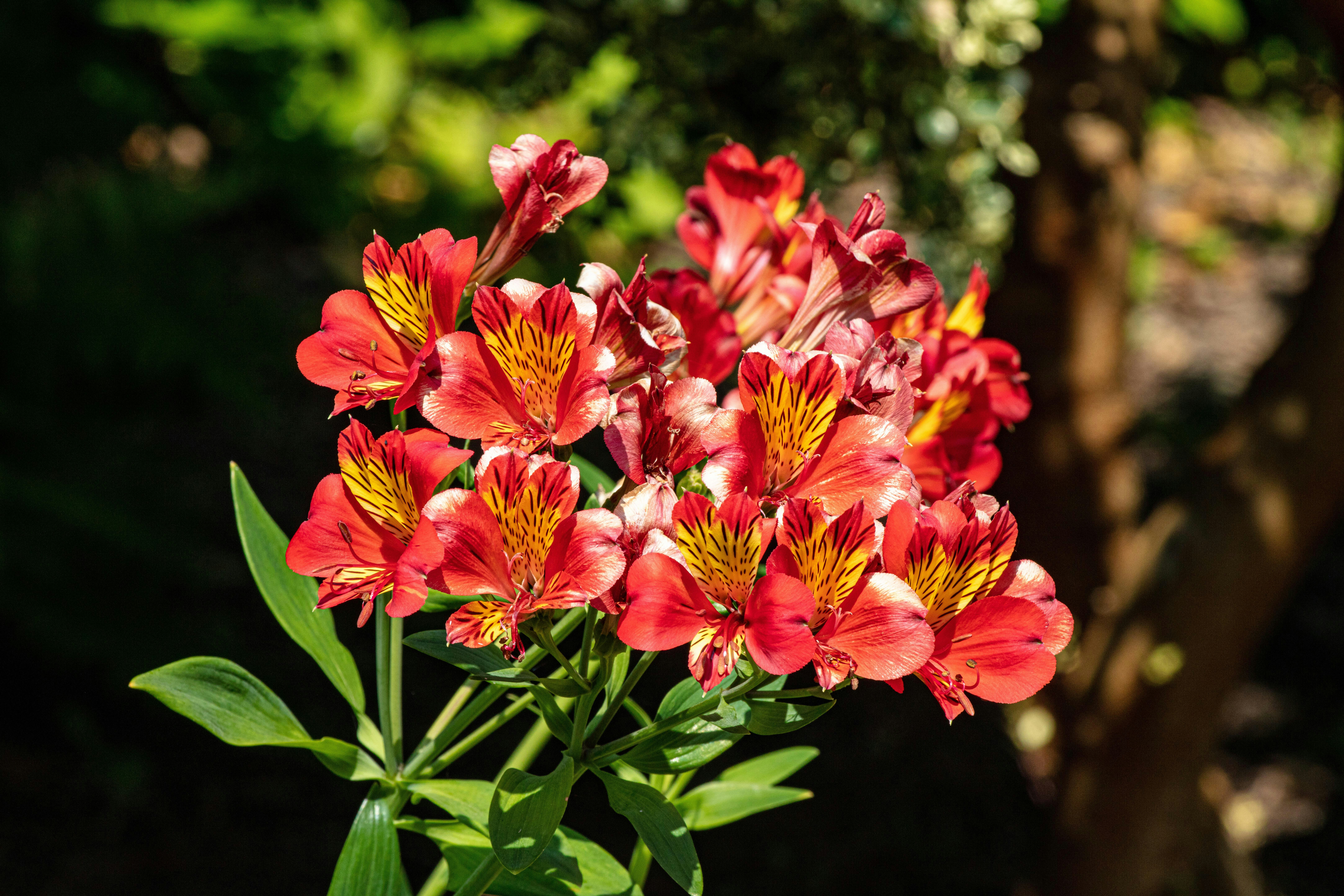 ein Strauß roter und gelber Blumen in einem Garten