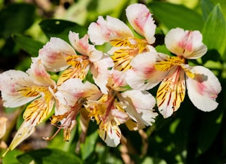 a bunch of flowers that are in the grass