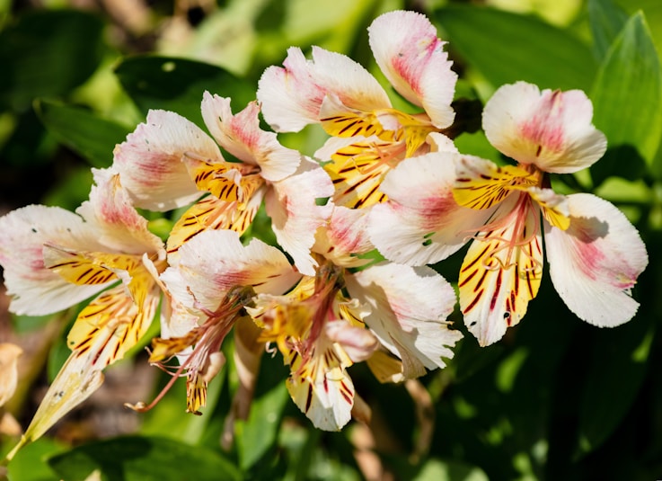 a bunch of flowers that are in the grass