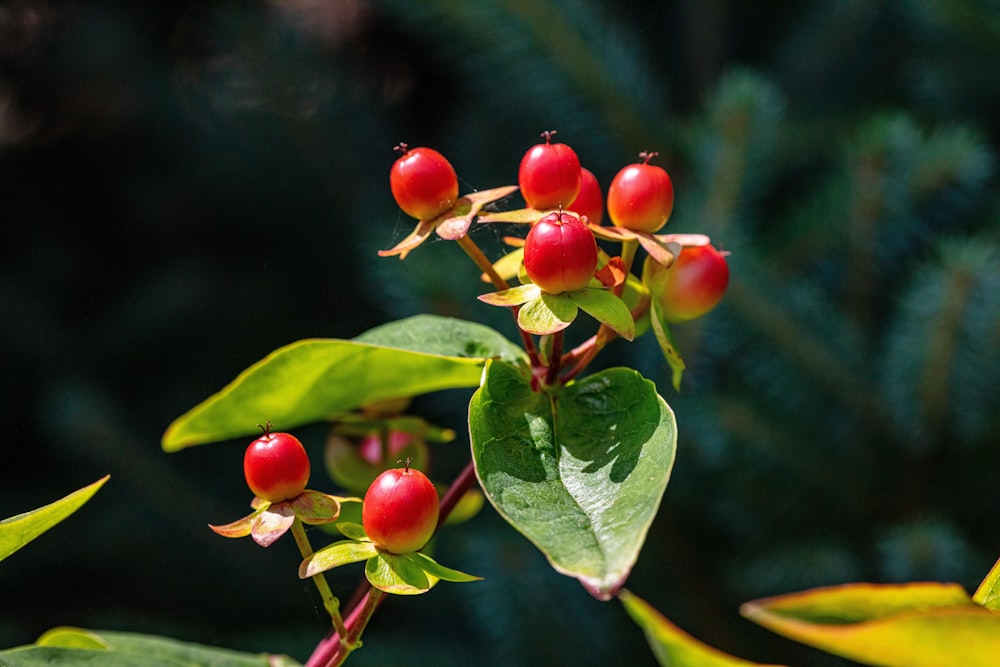 a close up of some red berries on a tree