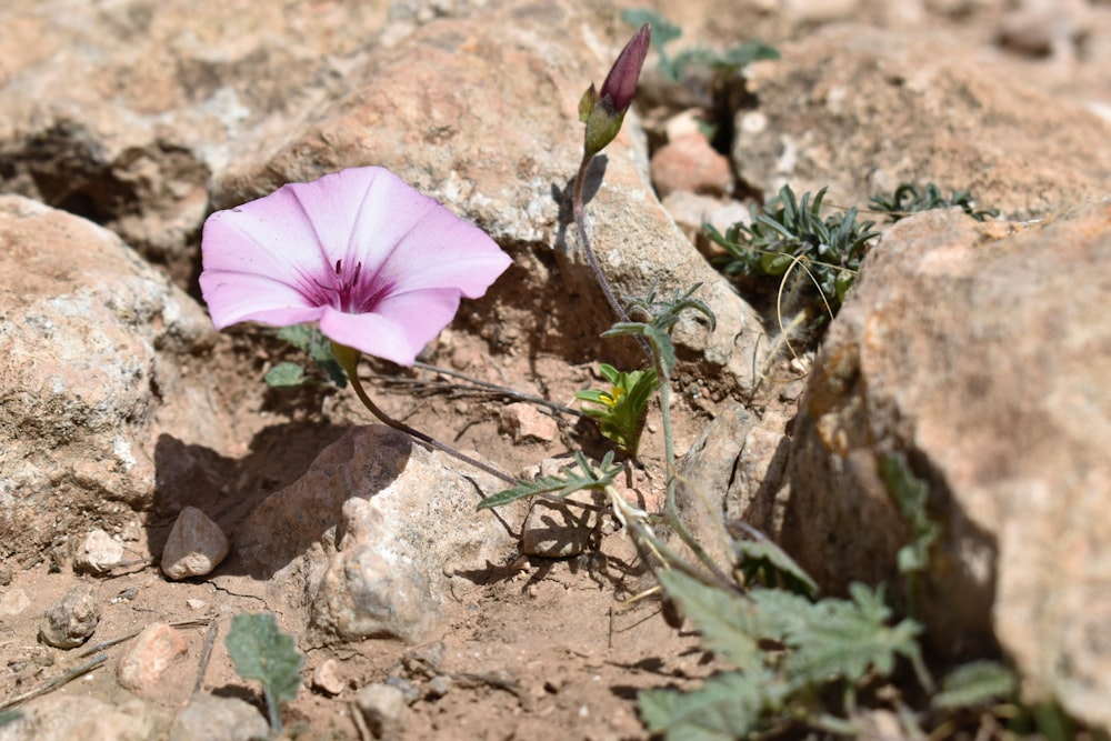 a single flower is growing out of the rocks