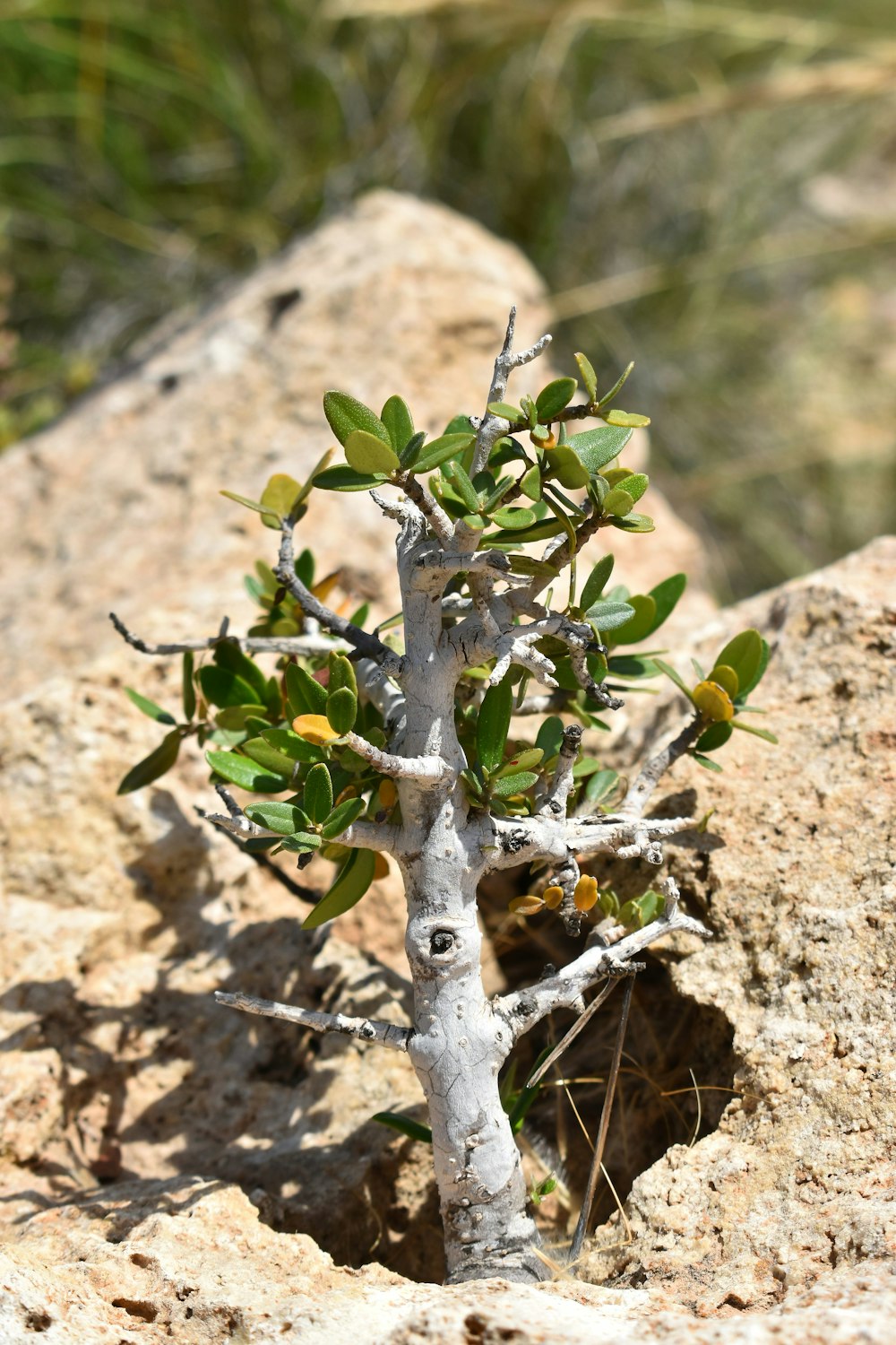 a small tree growing out of a crack in a rock