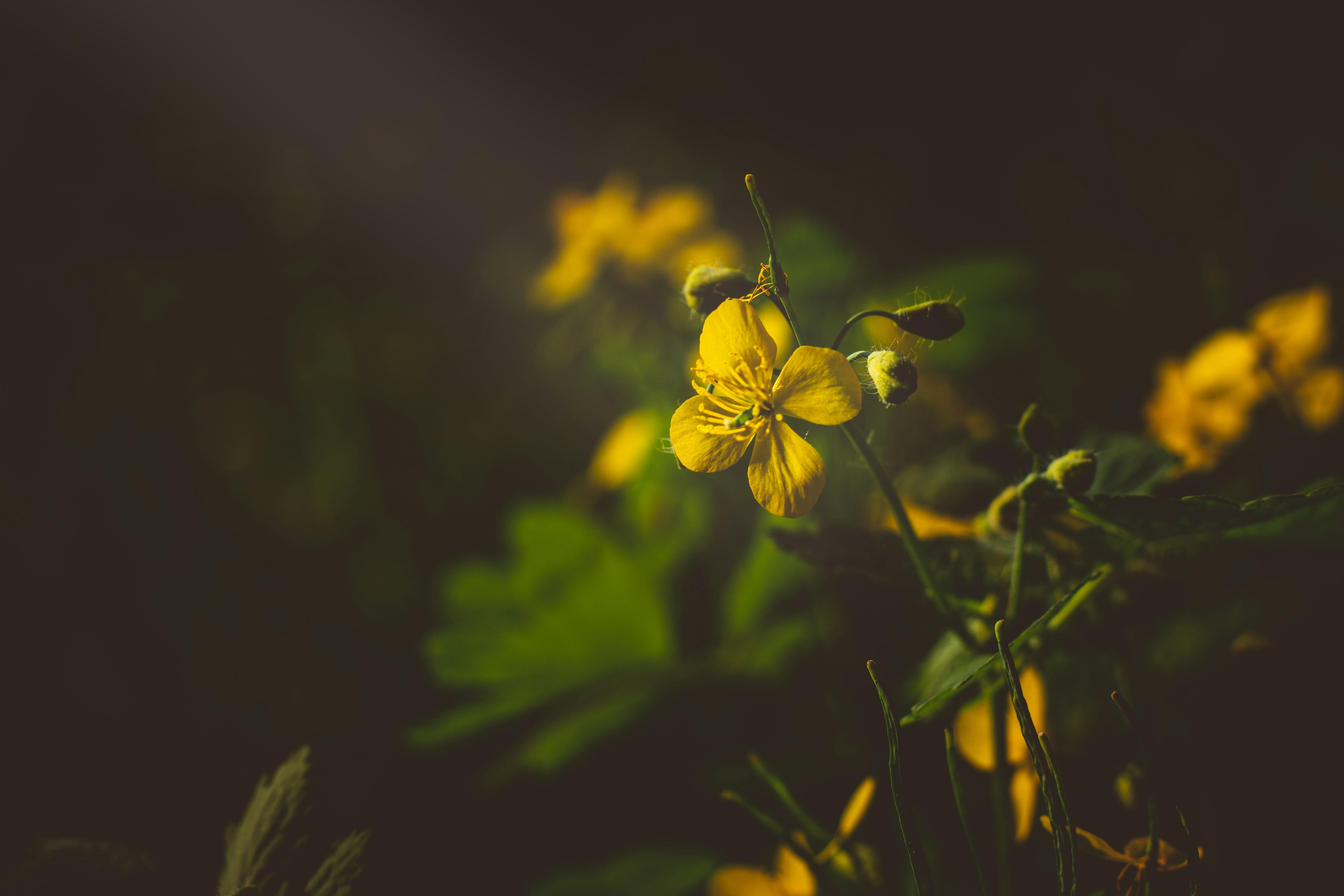 a close up of a yellow flower in a field