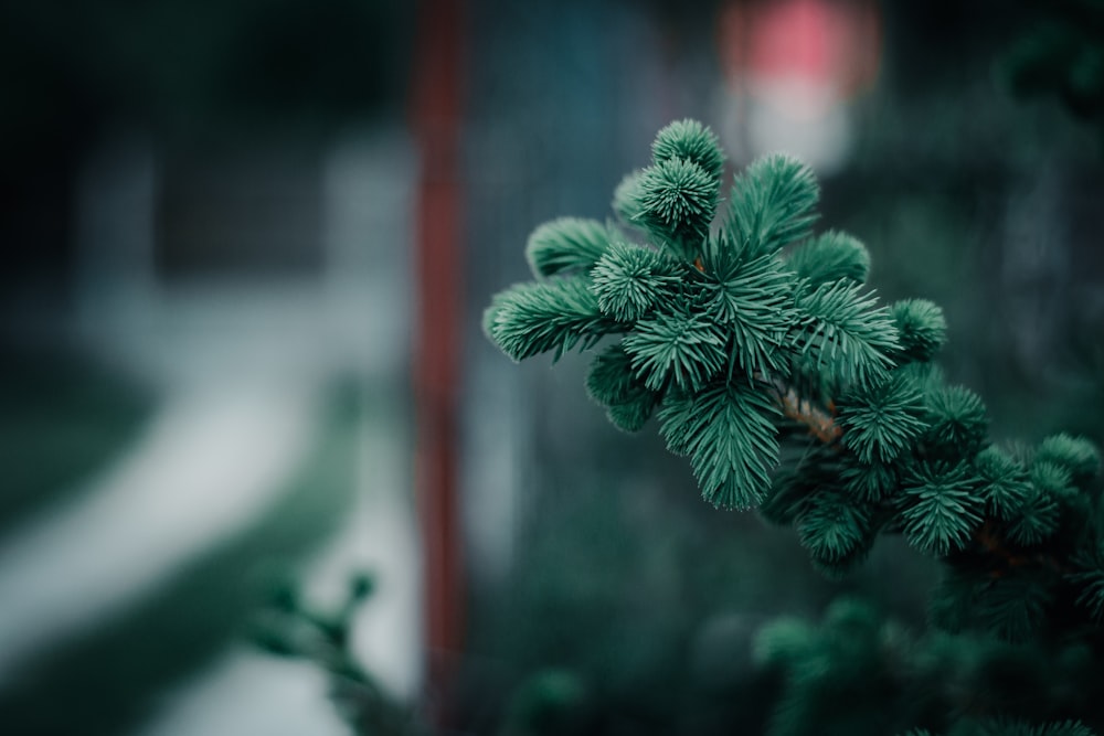 a close up of a pine tree branch