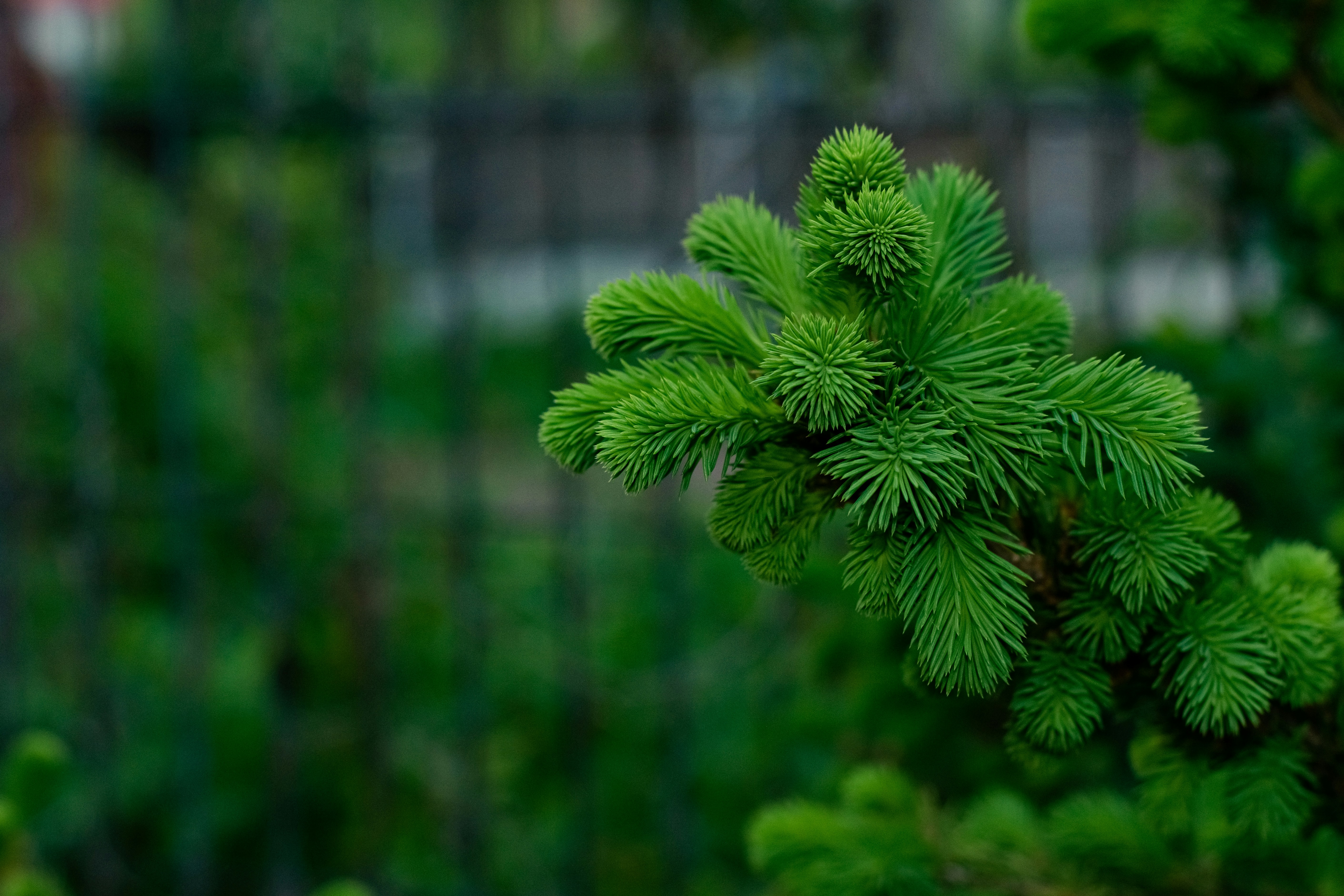 a close up of a pine tree branch