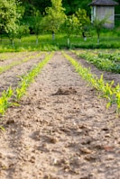 Rows of young moringa plants sprouting in a sunlit farm field.