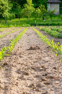 Rows of young green plants grow in a freshly tilled field, surrounded by a lush green backdrop of trees and a small building in the distance.
