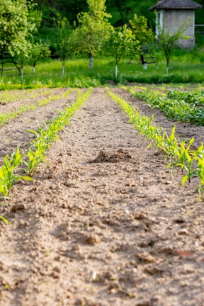 Rows of young trees thriving in a regenerative agroforestry plot