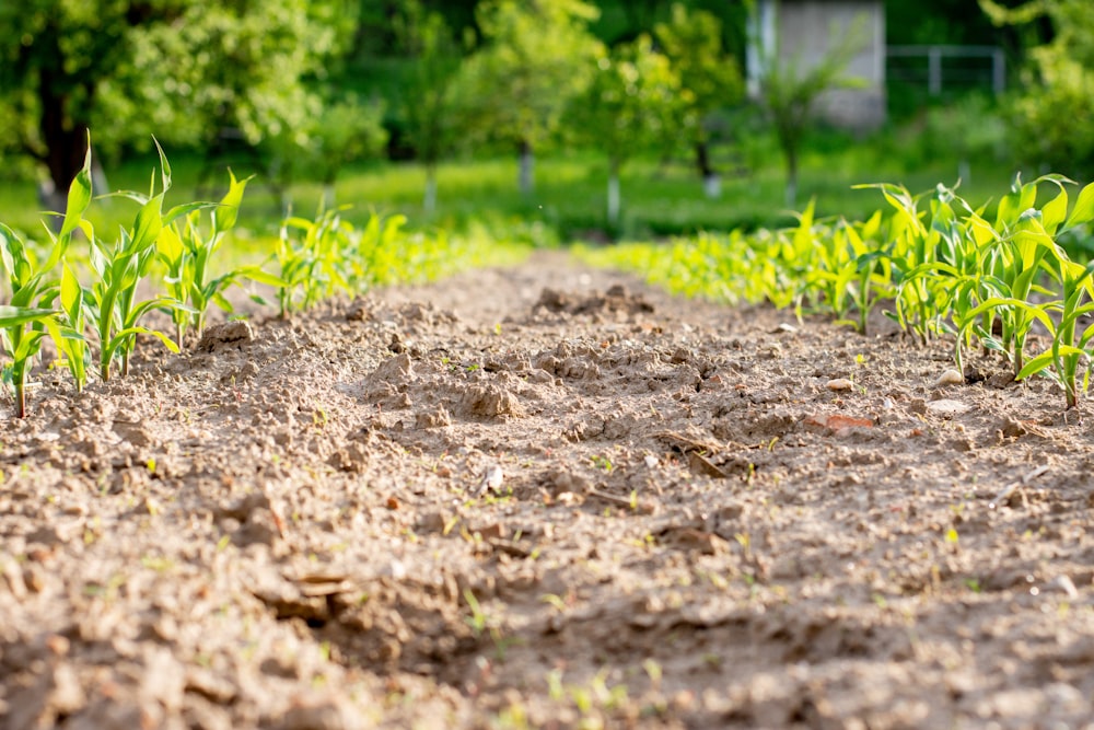 Un camino de tierra con un montón de plantas que crecen en él