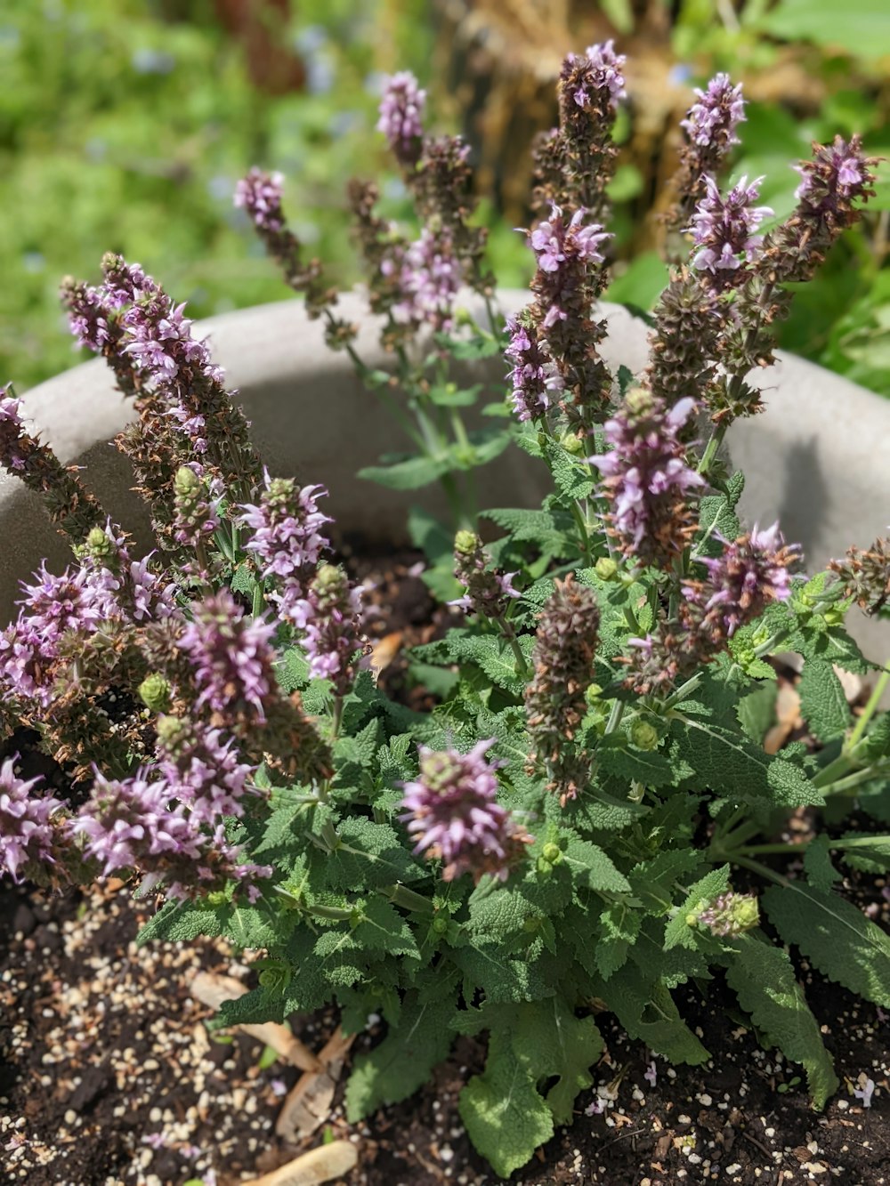 a potted plant with purple flowers in it