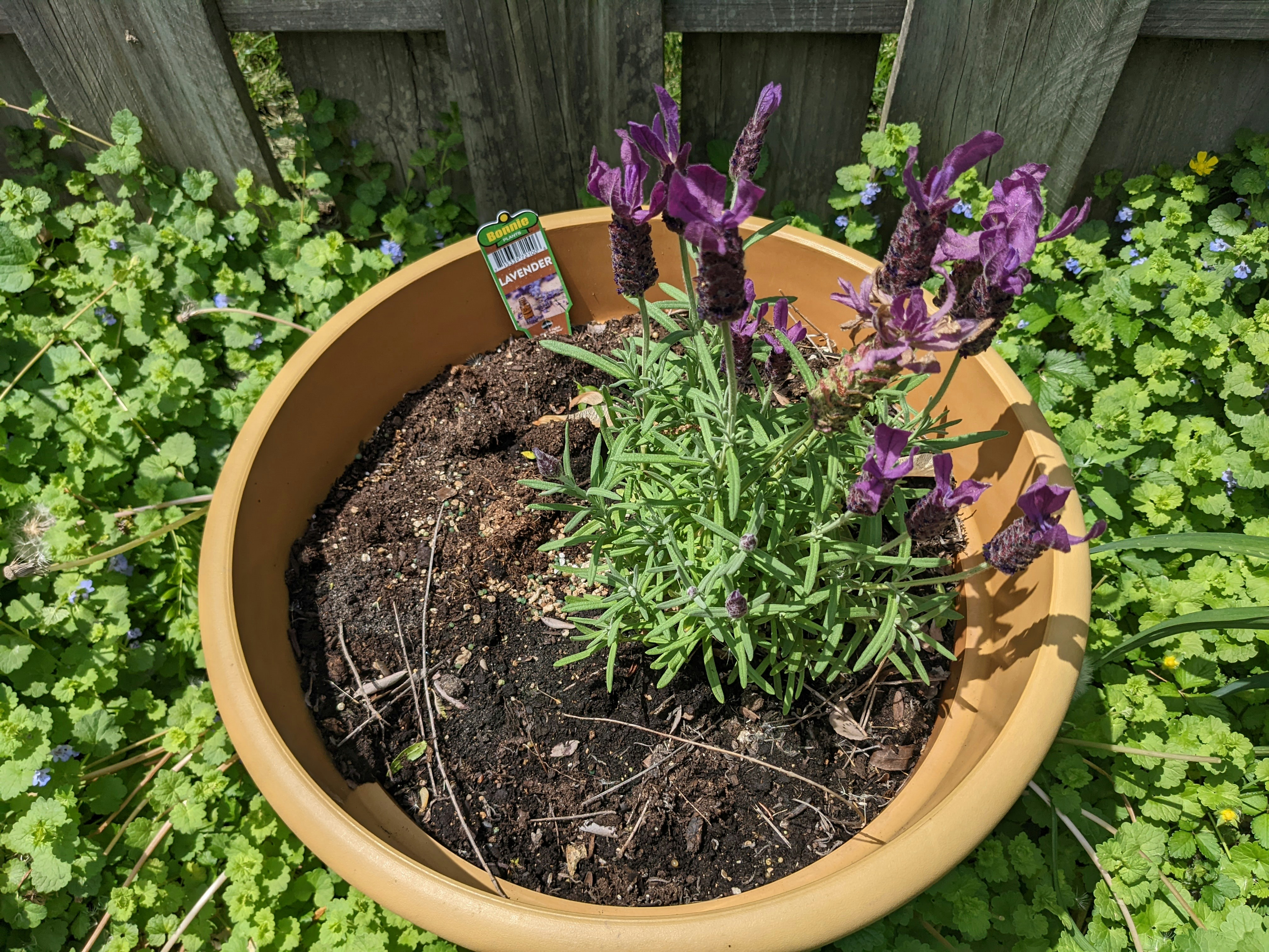 A close-up of a hand checking the moisture of potting mix in a container plant, with drainage holes visible.