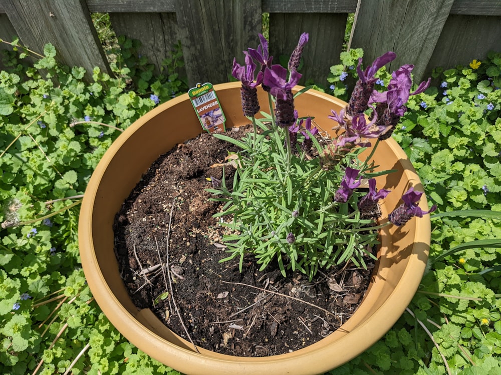 a potted plant with purple flowers in it