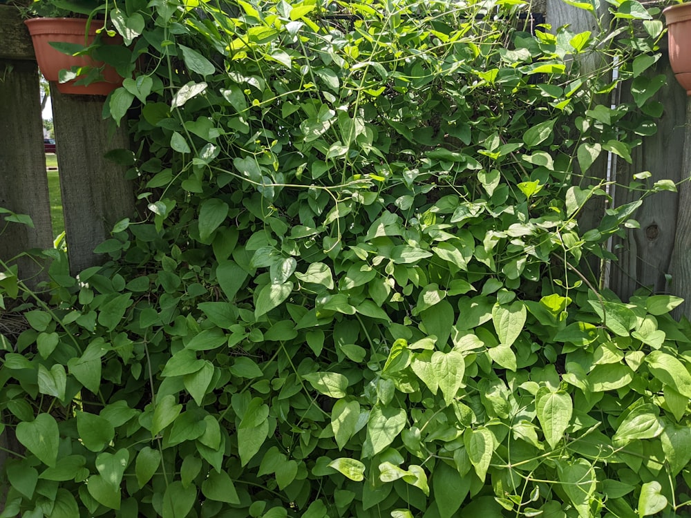 a fence covered in lots of green plants