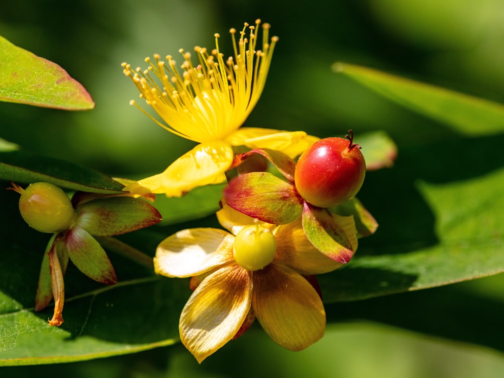 a close up of a yellow flower with red berries