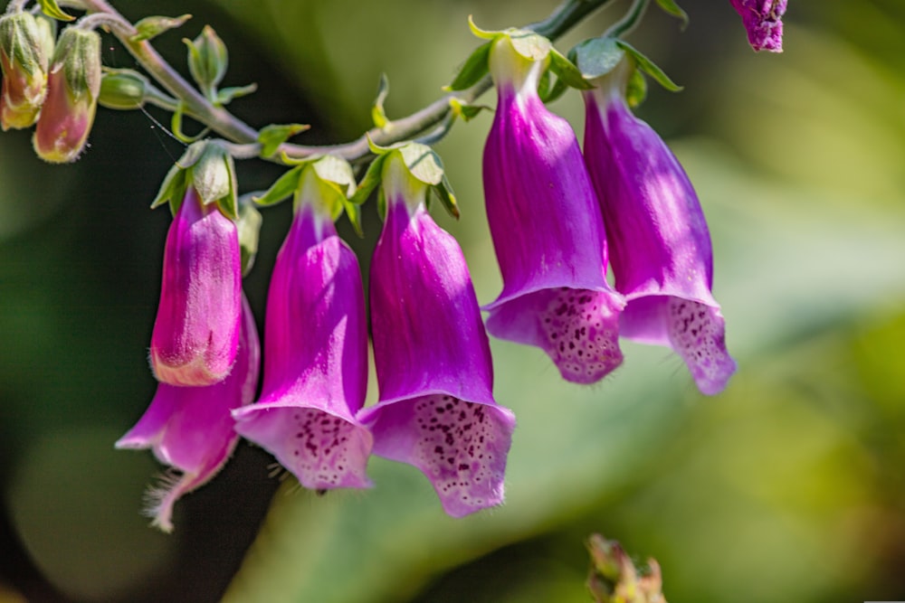 a close up of a flower on a plant