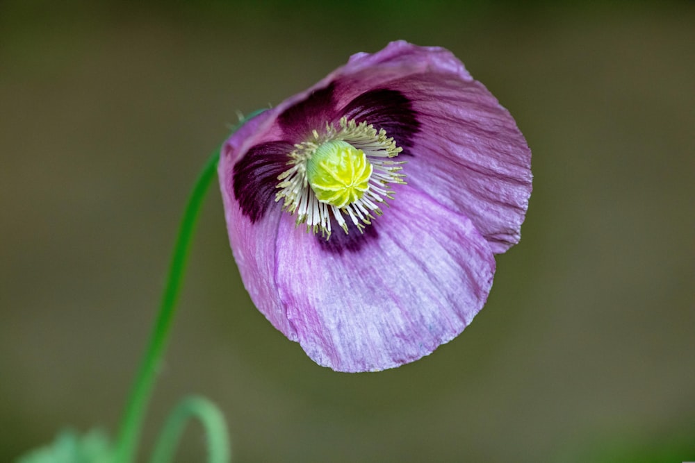 a close up of a purple flower with a green center