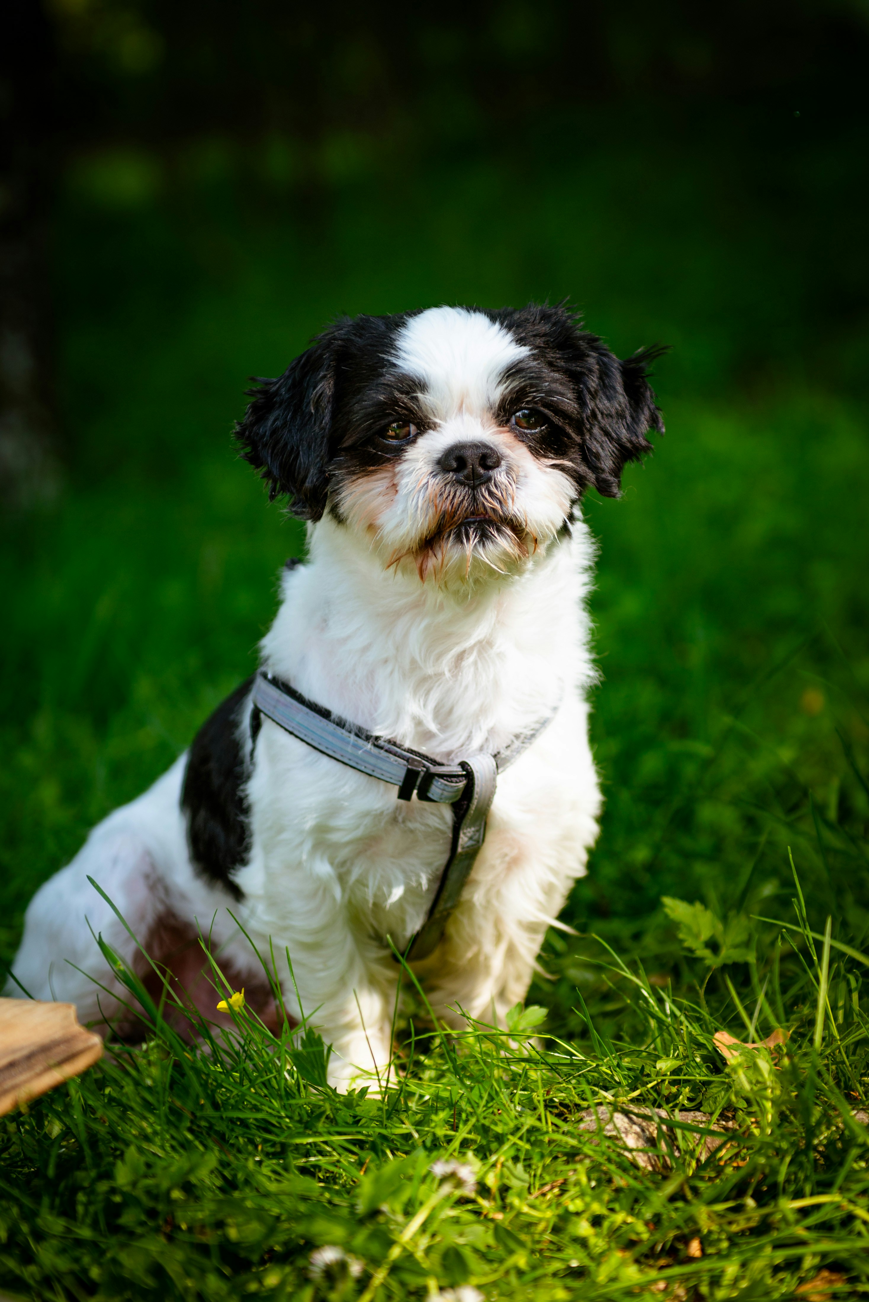 Shih Tzu Dog Prices