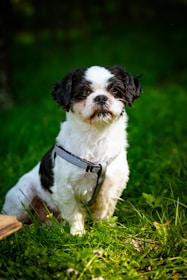 a small black and white dog sitting in the grass