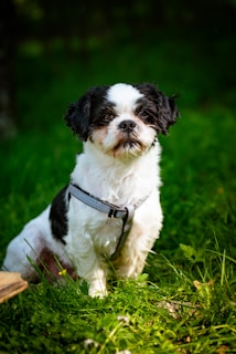 a small black and white dog sitting in the grass