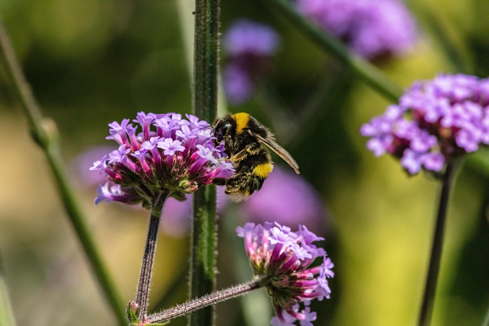 a bee sitting on top of a purple flower