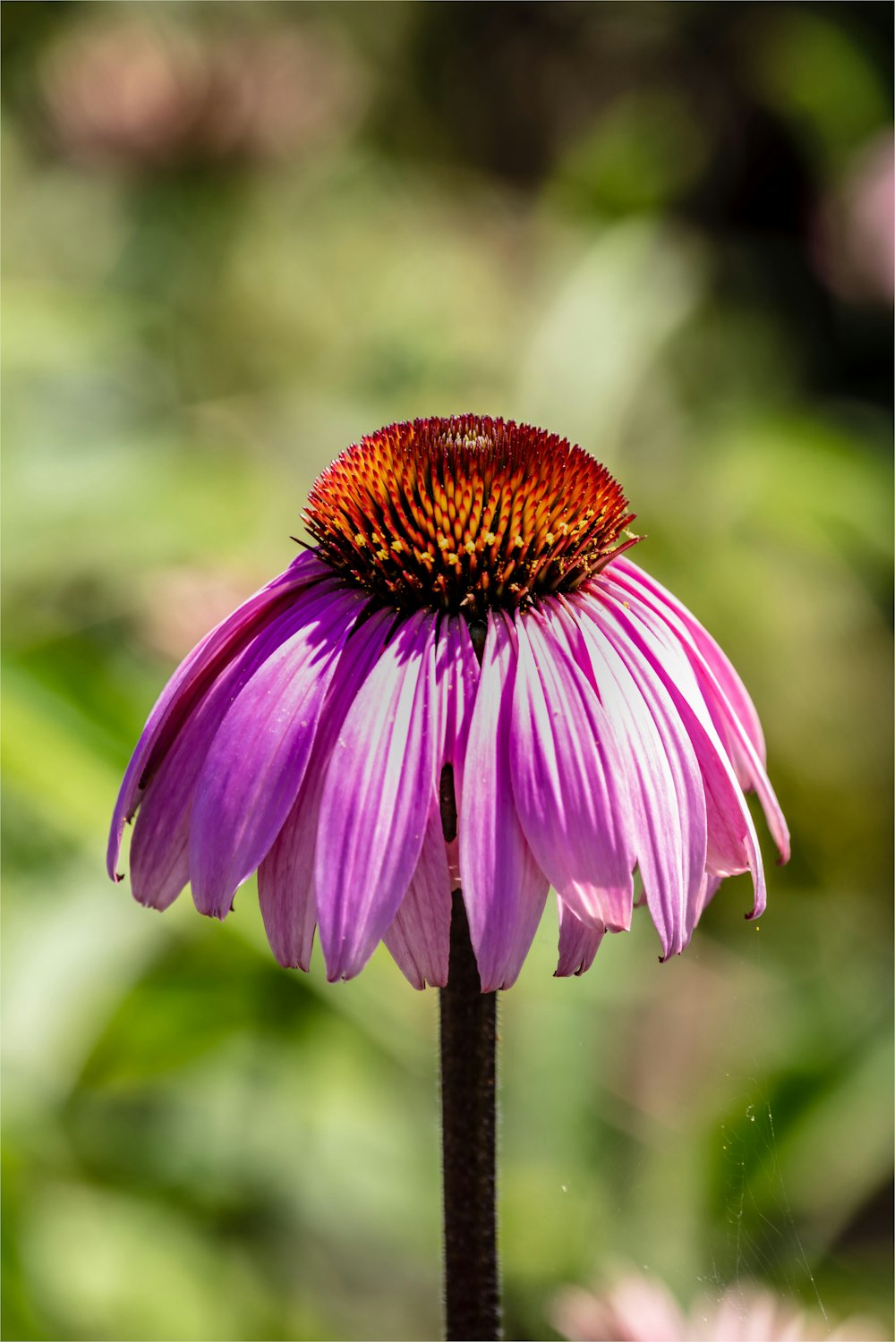 a close up of a purple flower with a blurry background