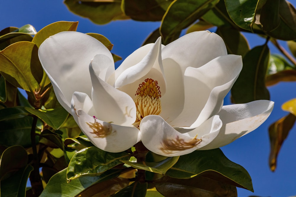 a close up of a white flower on a tree