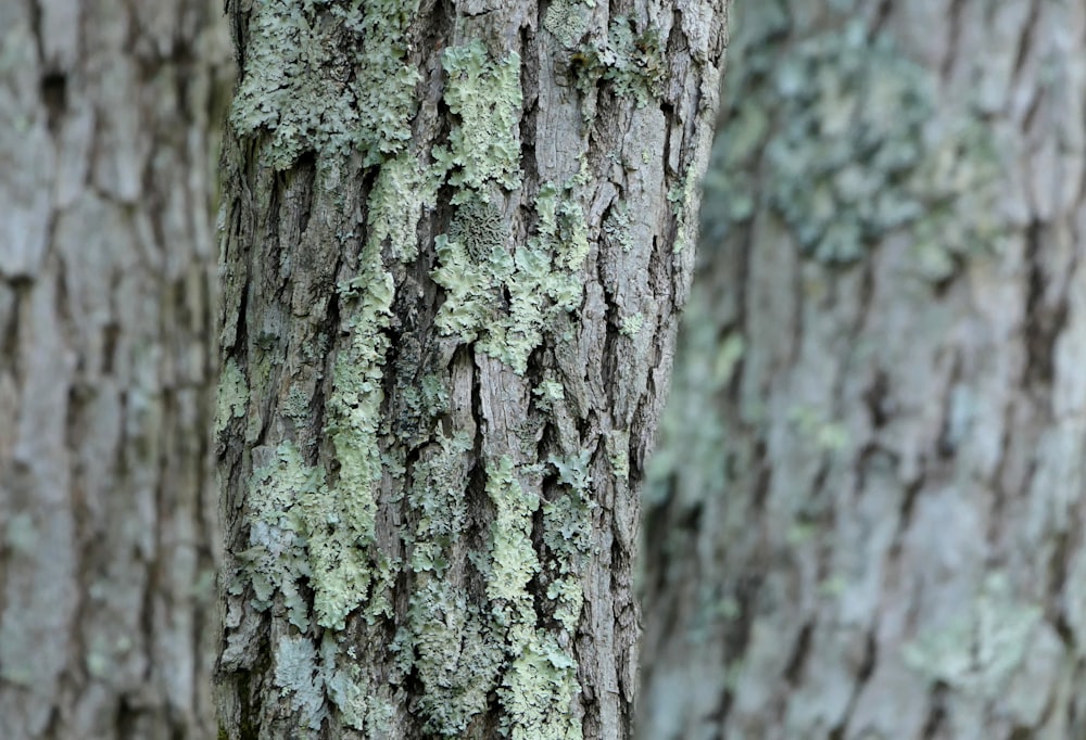 a close up of the bark of a tree