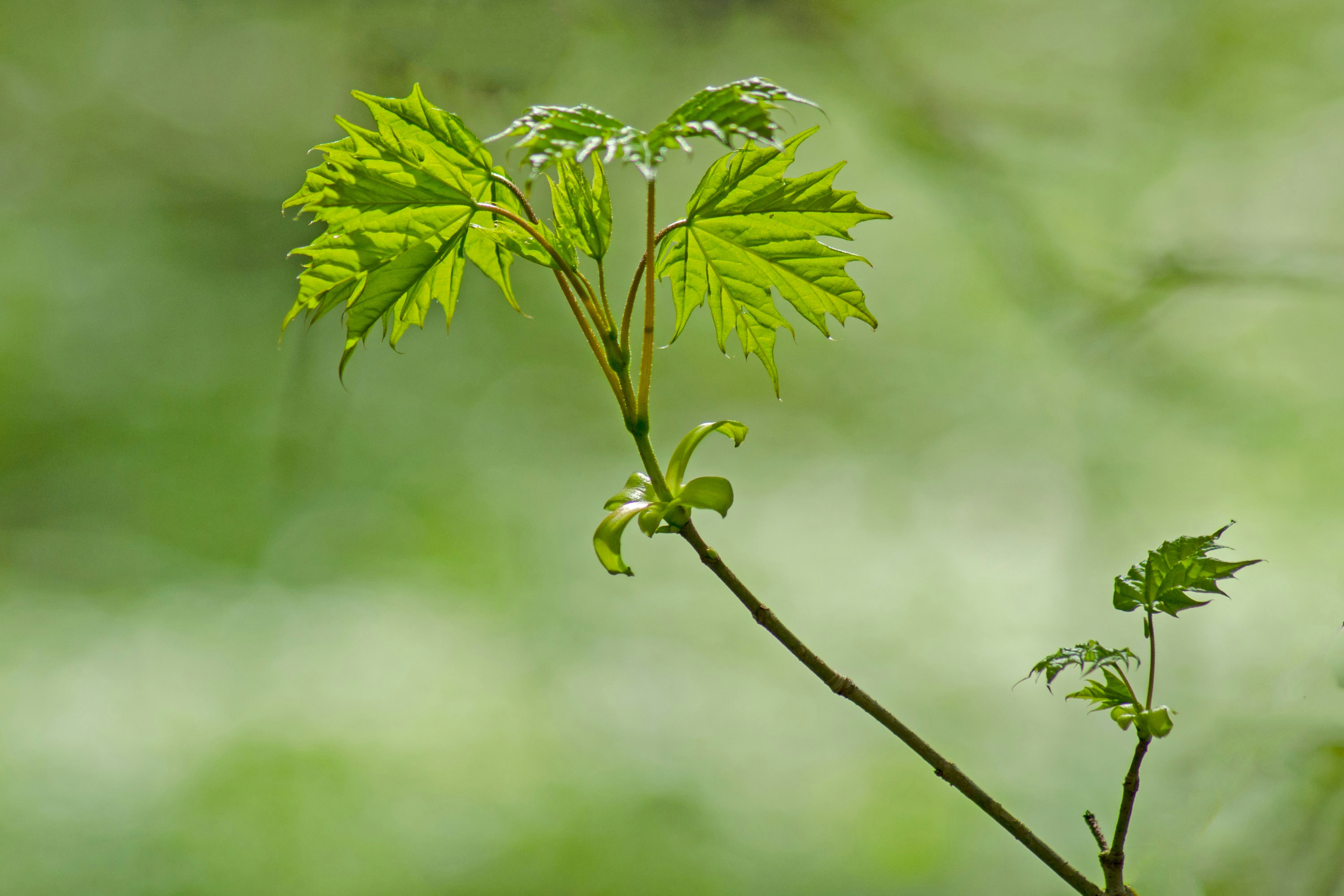 Photo by peepsaluvee